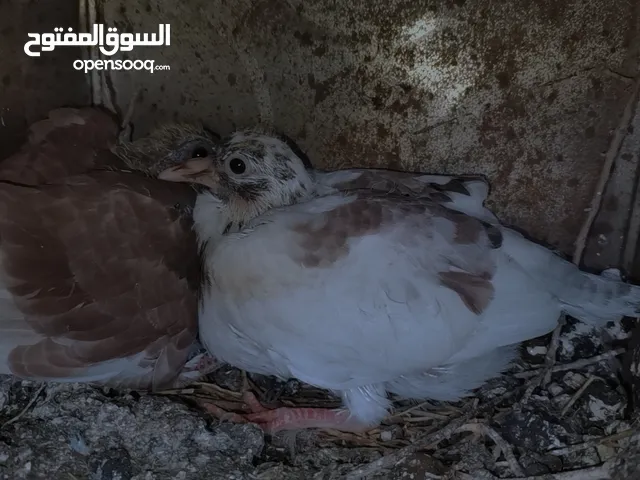زغاليل بلدي حجم كبير للبيع