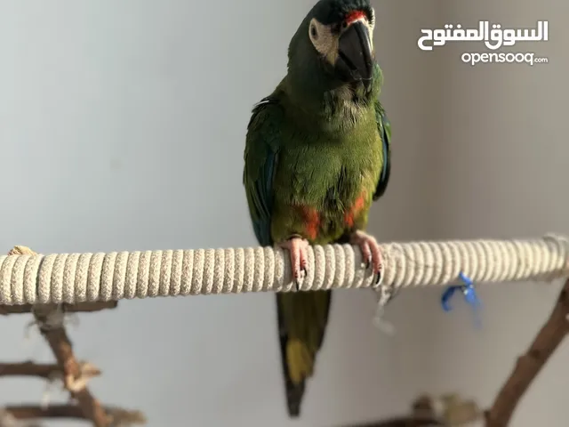 ميني مكاو اليف متكلم طيران حر mini macaw friendly talking and free flight trained