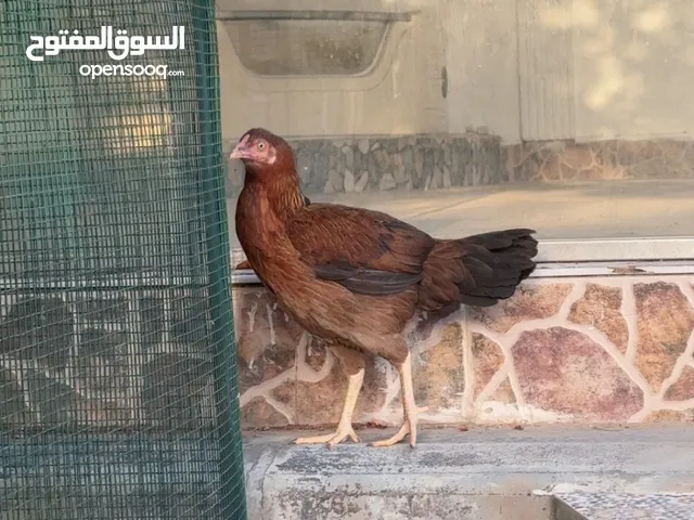 دياي باكستاني