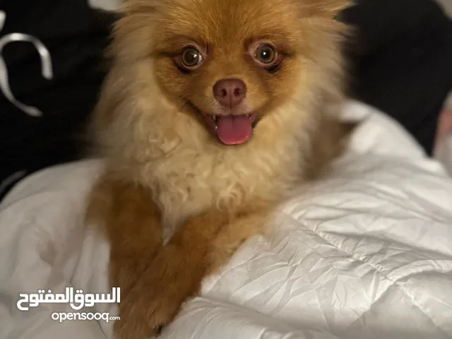 بمورينيان للبيع ذكر