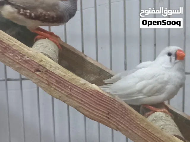 زوج فناجس جامبو