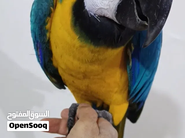 ببغاء مكاو متكلم اليف طينه حجم عملاق بيع ومراوس