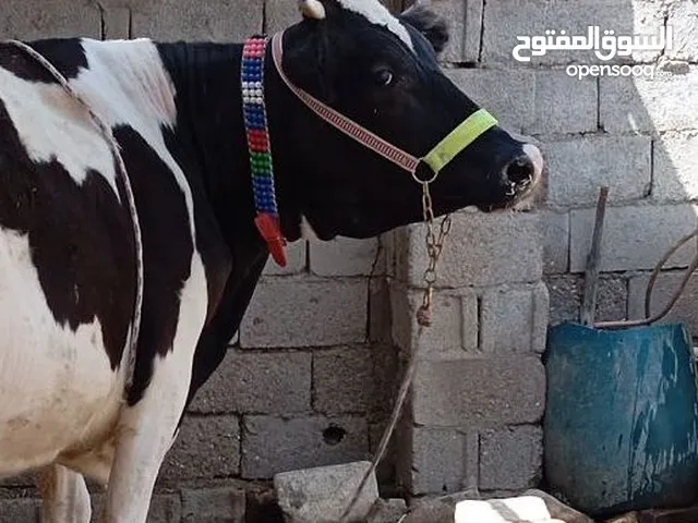 حيوانا كافه شروط الجني على 8تشهر