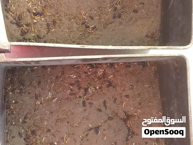 دود قبابي للبيع