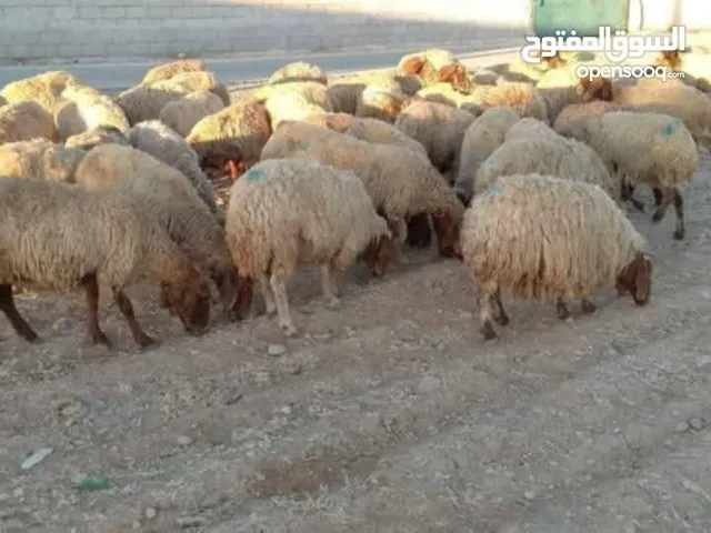 نبدأ بصلاة عل رسول الله - عرووووض -عرووووض عروووض- بمناسبة عيد الاضحى المبارك