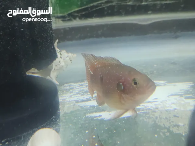 سمك وحوض للبيع