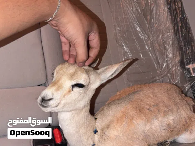 غزال الريم صغير