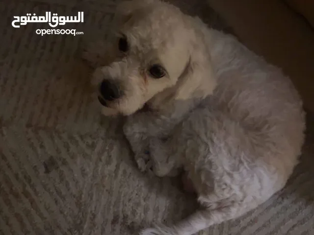 كلب مالتيز لعوب جدا وصغير للبيع