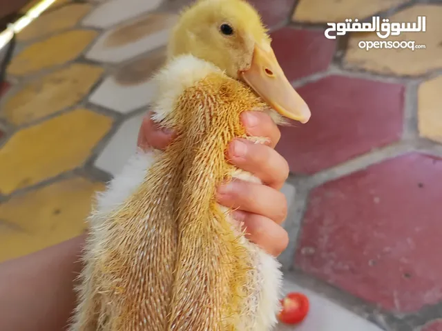 بط بكيني نشط واليف العمر 25 يوم سعر الزوج 10 درجه اولى يسبح ويلعب