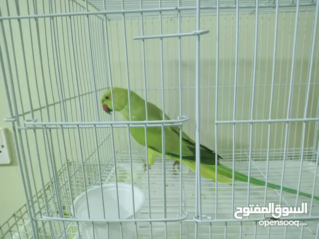 parrot female