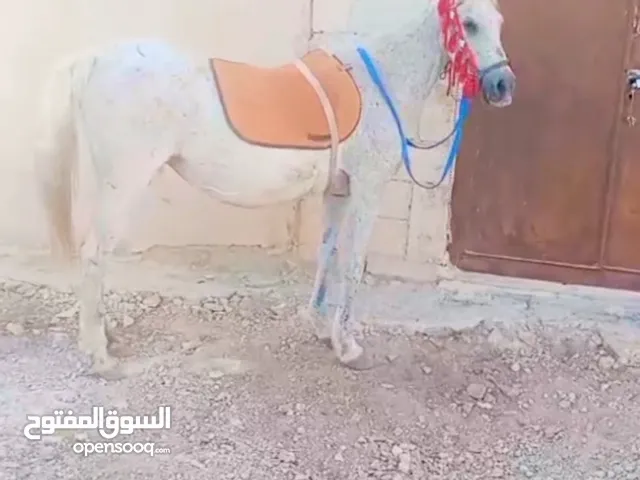 فرس للبيع مع مهره