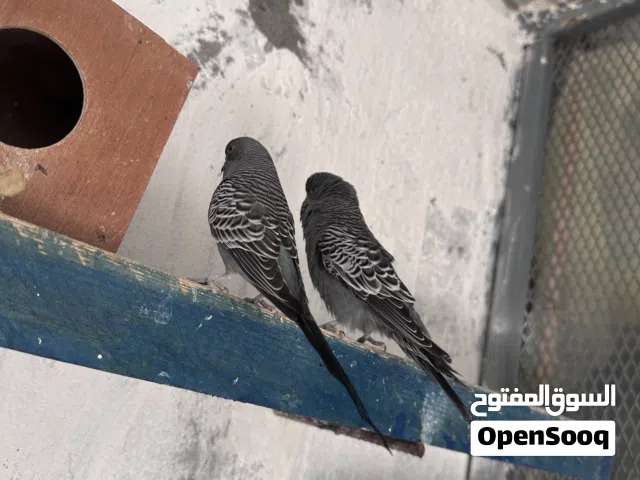 2كوبيا بلاك فيس