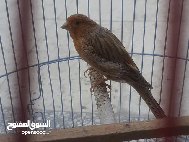 كنار فحل ماوردي ابو فراخ