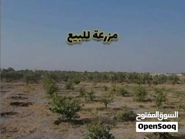 Farm Land for Sale in Al Ain Other