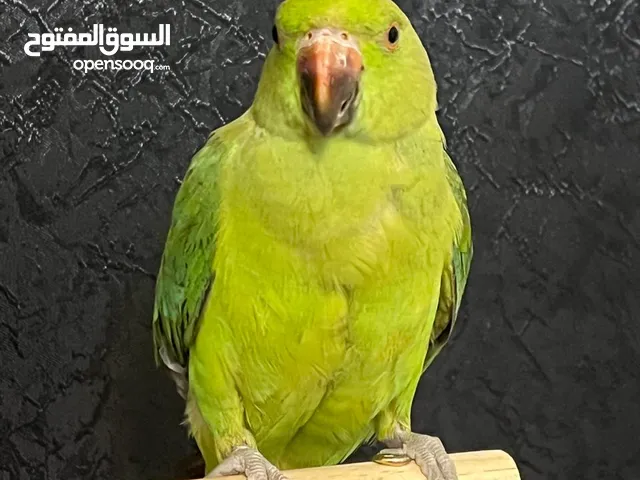 ببغاء دره افريقي للبيع مع قفص واستاند