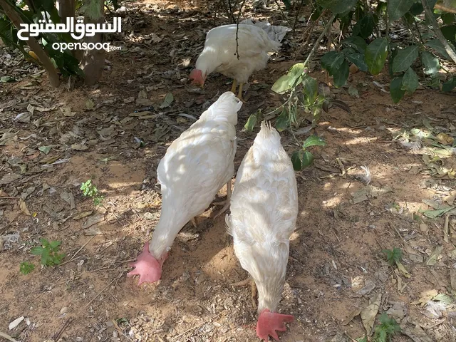 دجاج بيض للبيع المكان طرابلس