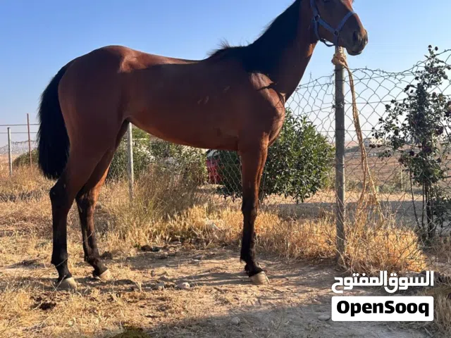 مهرة للبيع
