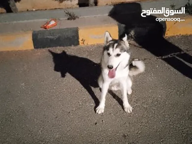 60 دينار اردني