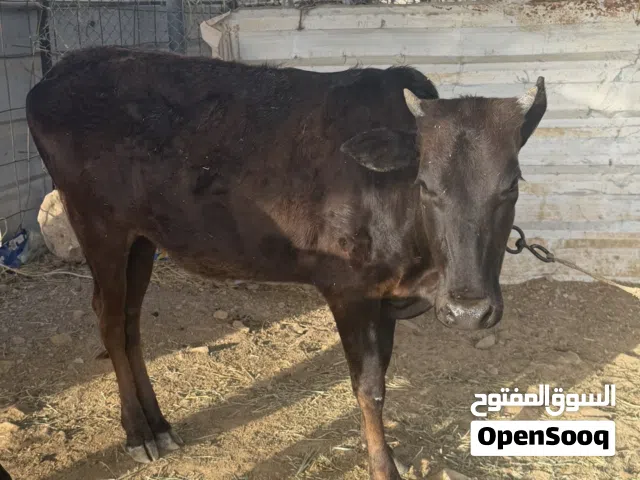 عجلة للبيع