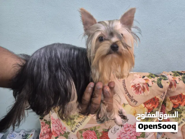 Yorkshire terrier teacup female puppy for sale