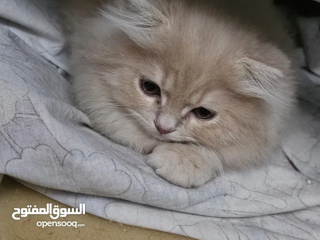 قط ذكر برتيش لونج هير مستورده بيور ما شاء الله عليه شعر طويل لون جولد موجود صور من عمر شهر ل 3
