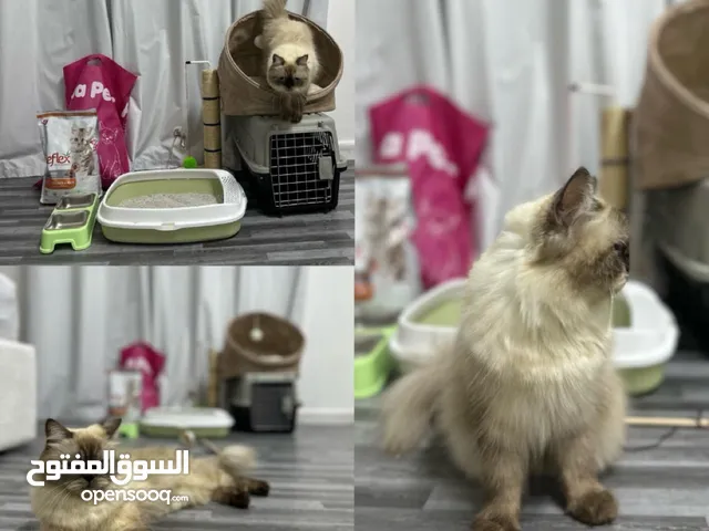 قطوه هملايا