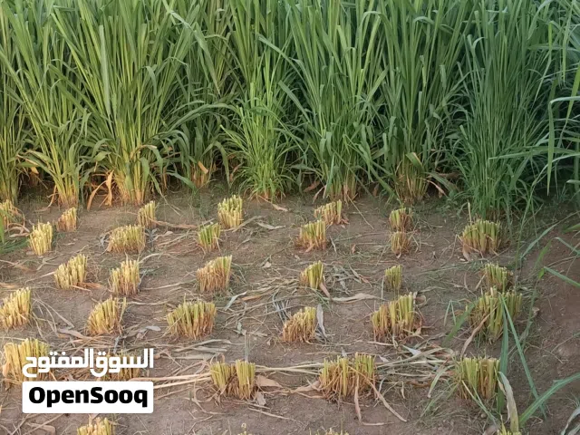 بونيكام للبيع