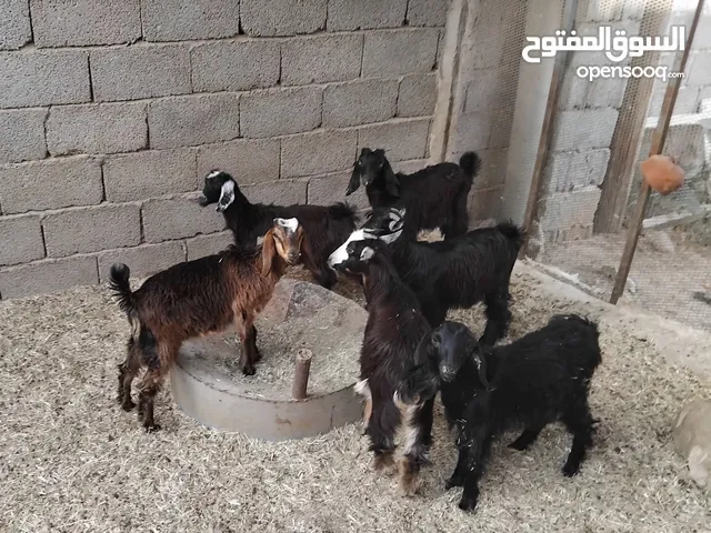 بسم الله توكلنا على الله يوجد لدينا 4 عنايق معاهم 2 جديان للبيع ب550 دينار الواحد