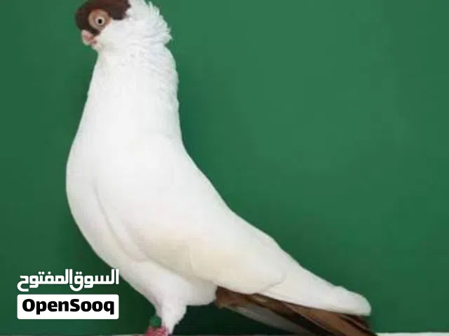 مطلوووووب طيره بالوني بلدي او الماني