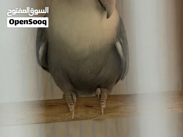 للبيع زوج لوفبيرد منتج