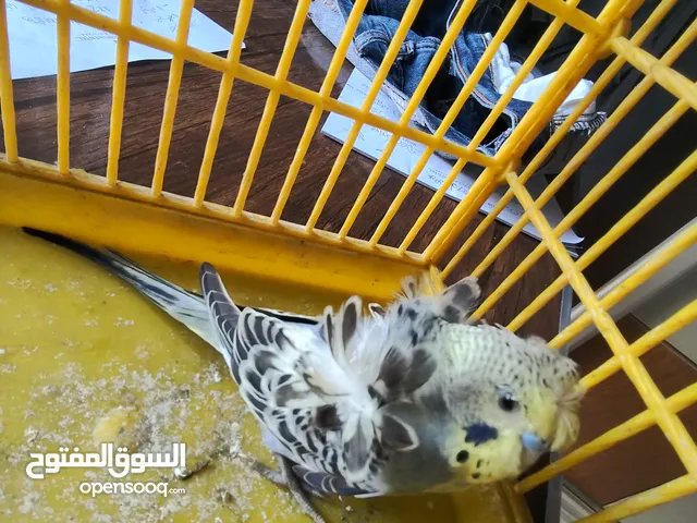 ذكر فلل شاب