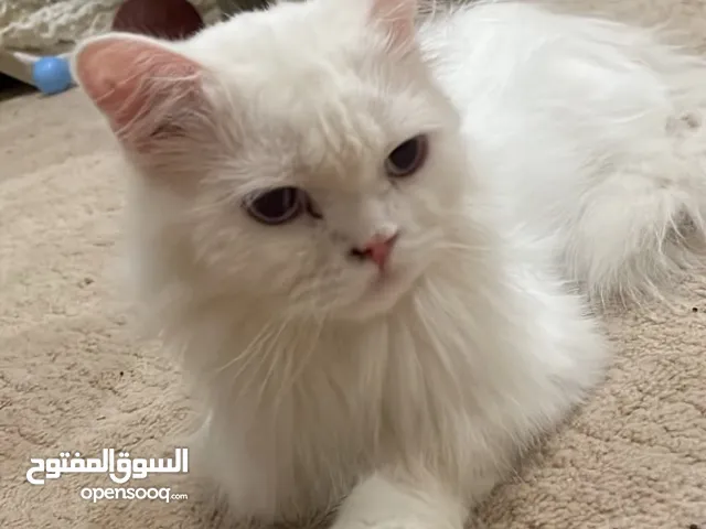 قط شيرازي ذكر ابيض