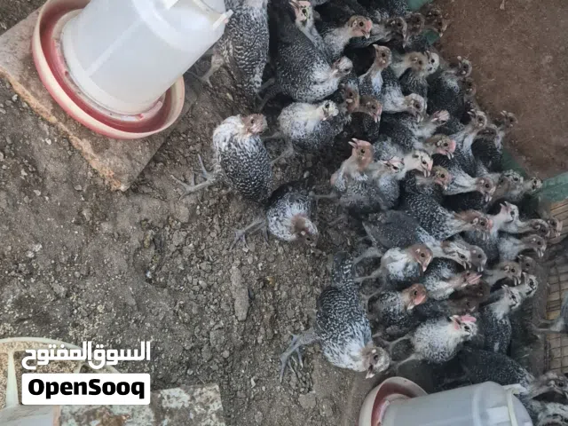 صيصان الفيومي عمر شهر