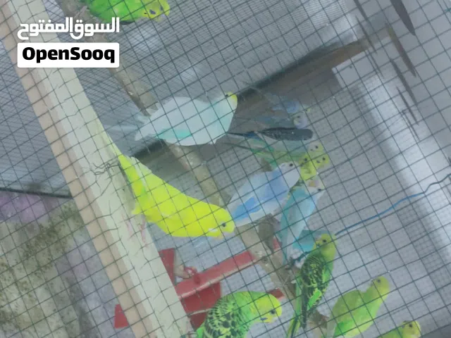 طيور ابيعهن شلع ويا ملحقاتهن
