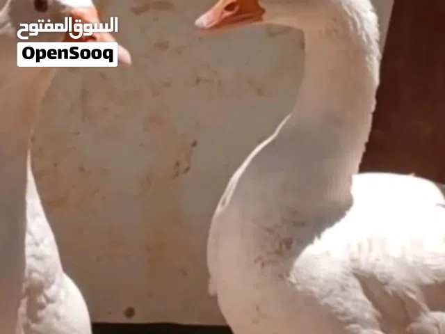 طقم وز للبيع