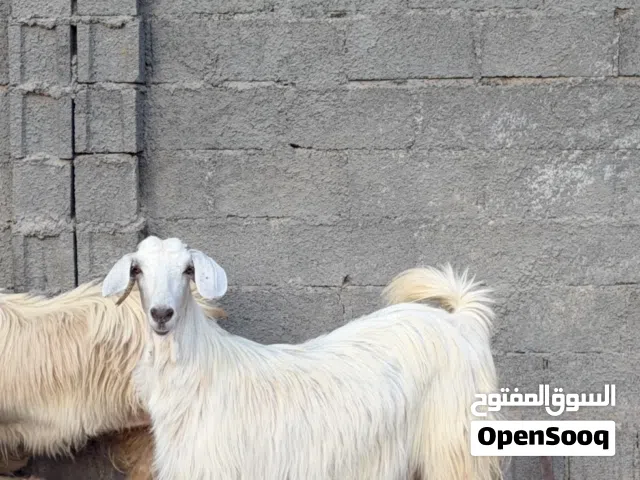 للبيع من حلال الجواميد