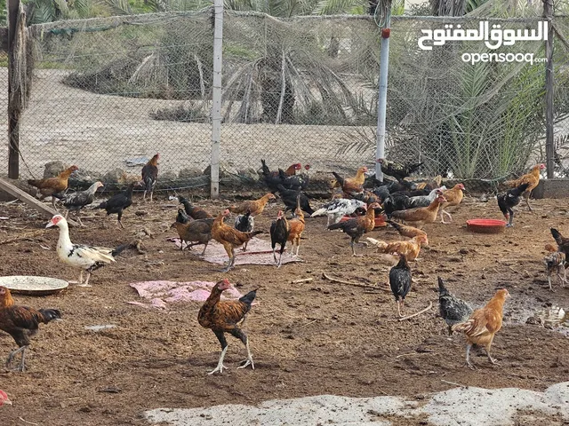 دجاج عماني وبط