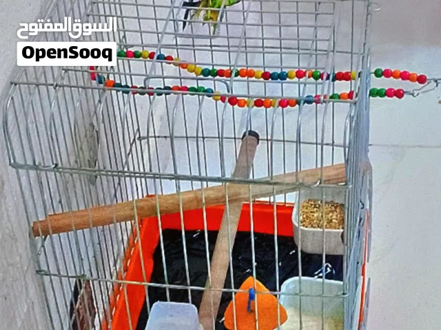 حبت لوري لعبة ما شاء الله