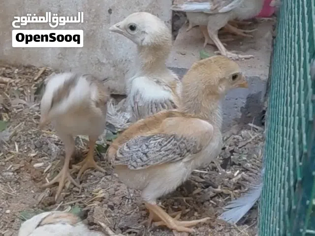 4 Pakistani Chickens for Sale