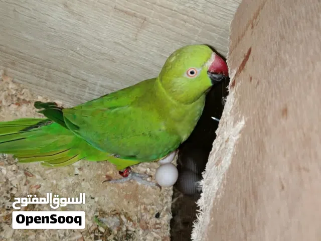 ببغاء للبيع