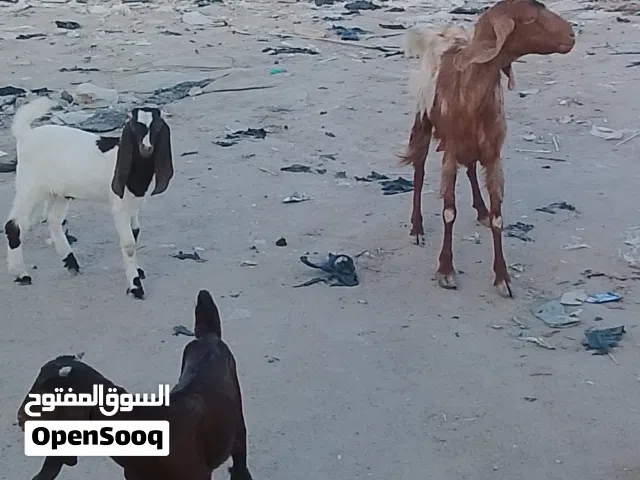 اللهم صل على محمد وال محمد صخله شاميه وراها ذكوره مضروبه اوفقاني رايده 400 مكان بصره الزبير والمو شر
