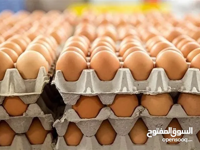 فترة محدودة بيض مخصب بنسبة عاليه للفقاسه
