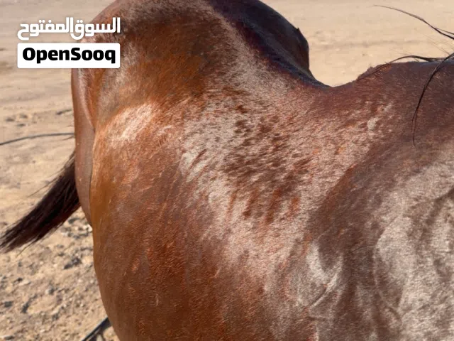 خيل عربي للبيع