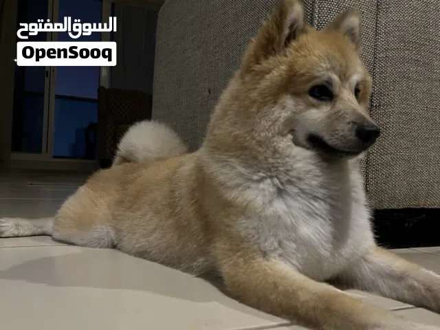 Dog mixed bread (shiba in & pomeranian)