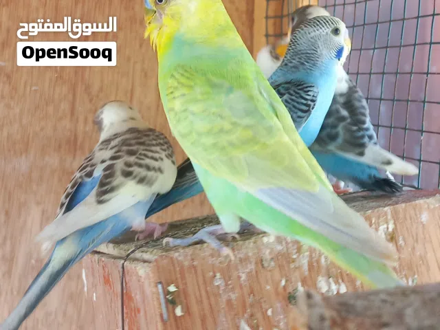 كوبيا بغلينو مع 3 فراخ إنتاج خارجي إجمالي 5 عاصفير