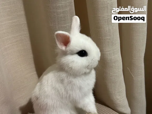 ارانب للبيع