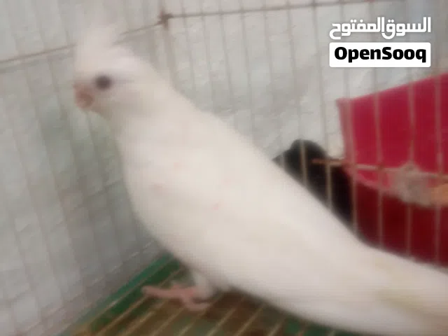 كوكتيل كوكتيل