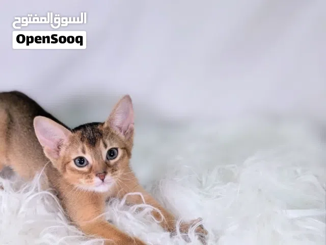 Purebred Abyssinian kittens