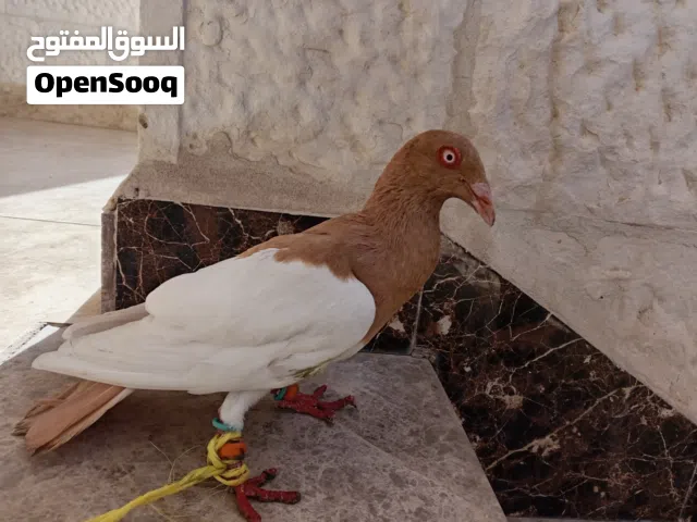 طير يهودي للبيع