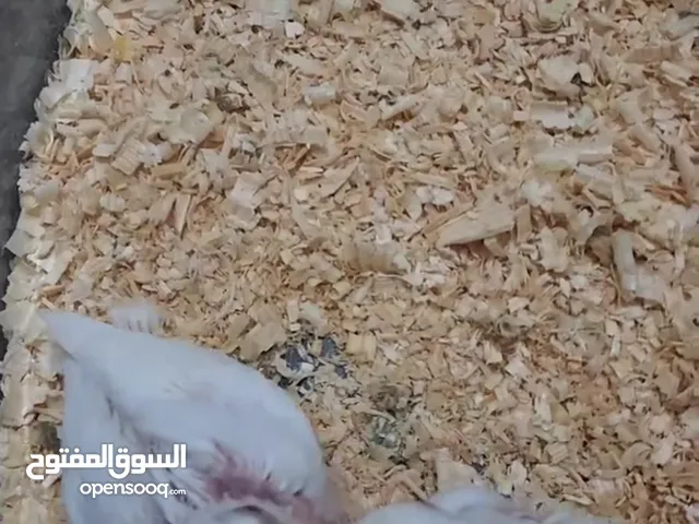 روز تاكيل يدوي البينو "